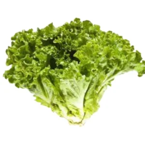 LECHUGA ITALIANA REGULAR