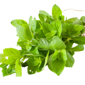 HIERBABUENA, MAOJO DE 1 KILOGRAMO