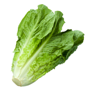 LECHUGA ROMANA REGULAR